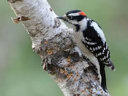 The active little downy woodpecker is a familiar sight at backyard feeders and in parks and woodlots, where it joins flocks of chickadees and nuthatches, barely outsizing them. Backyard Birds