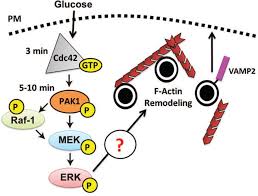 View protein in pfam pf00071﻿, ras﻿, 1 hit Model Of Cdc42 Pak1 Signaling In The Cell Download Scientific Diagram