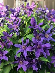 Check spelling or type a new query. Donahue S Greenhouse