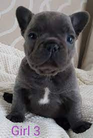 Worldwide shipping for all orders. Beautiful Blue French Bulldog Puppies Girls Ready Now