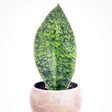 Grows best in very bright light. Whale Fin Xl Sanseveria Shopee Philippines