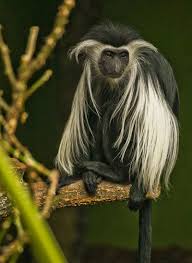 Animal List List Of Animals Animals Animal Planet