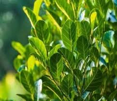 Kali ini informasi dan inspirasi bagi anda yang gemar melakukan kreatifitas dalam hal kerajinan tangan. 10 Manfaat Daun Nangka Untuk Kesehatan