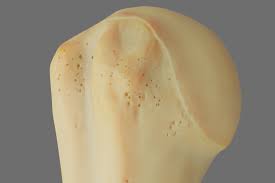 Low Poly Humerus 3d Model Anatomically Accurate