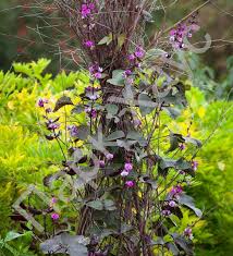 Image result for Dolichos trilobus