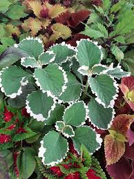 Image result for Plectranthus guruensis