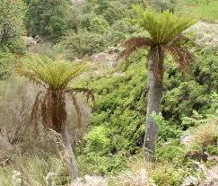 Image result for Cyathea dregei