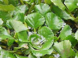 Image result for Trapa natans