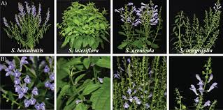 Image result for Scutellaria schweinfurthii