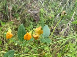 Image result for Vigna oblongifolia