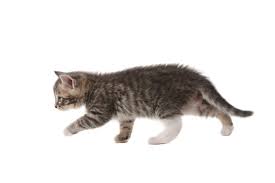 Comment Immobiliser Un Chat 5 Etapes D Action