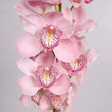 Cymbidium Orchid Candy King Are Perfect For Wedding Flower Arrangements They Create A Natural And Delicate Look Also Great For Orchid Flower Flowers Orchids