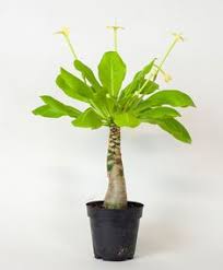 Orchideen sind auch gut für dein feng shui im schlafzimmer orchideen sind anmutig blühende pflanzen. 30 Orchideen Ideen Orchideen Pflanzen Zimmerpflanzen