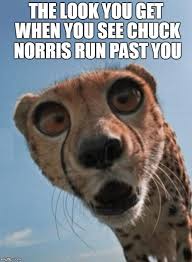 Chuck Norris Cheetah Chuck Norris Memes Funny Animal Memes Chuck Norris