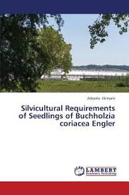 Image result for Buchholzia