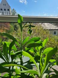 Image result for Kleinia abyssinica