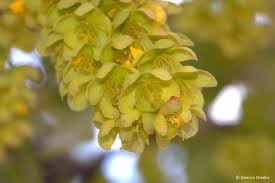 Image result for Ochna pulchra