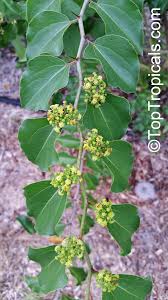 Image result for Ziziphus abyssinica