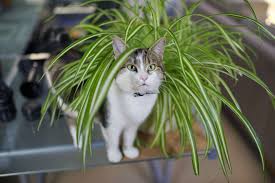 The toxicity of various plants and flowers can range from mild to severe, depending on the poisonous component of the plant. Pet Friendly Houseplants Safe For Cats And Dogs Cat Safe Plants Houseplants Safe For Cats Safe House Plants