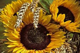 Ti invitiamo a goderti la bellezza dei girasoli sulle gif animate. I Girasoli Come Assorbi Tossine Qui Potrete Conoscere I Fiori