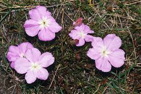 Image result for Cycnium