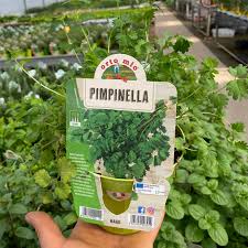 Image result for Pimpinella alismatifolia