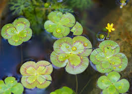 Image result for Marsilea apposita