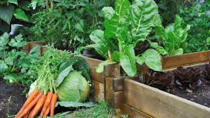 Què plantar a l'abril a l'hort: calendari, plantes i tasques per fer ara