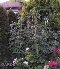 Image result for globe thistle