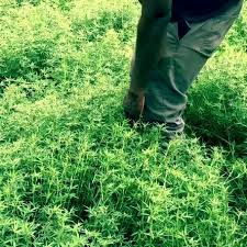 Image result for Stylosanthes guianensis