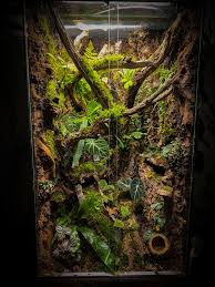 Big Vivarium in my living room (60x60x120cm) : r/Vivarium