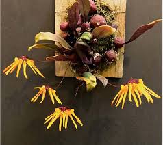 Image result for Bulbophyllum stolzii