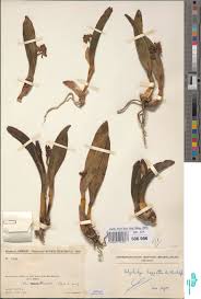 Image result for Asterochaete angustissima