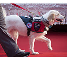Instead of registering your emotional support animal, you must obtain an esa letter from a licensed mental health professional. Service Dog Registration Emotional Support Animal Registration Service