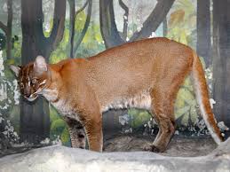 Catopuma temminckii temminckii / Temminck's golden cat in zoos