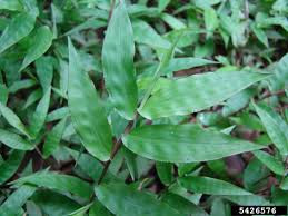 Image result for Oplismenus hirtellus