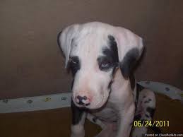 Find your new family member today, and discover the puppyspot difference. Ckc Great Dane Puppies For Sale In Bedford Indiana Best Pets Online