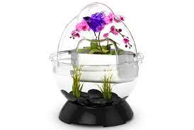 Buyer's guide to betta fish tanks. 9 Unusual Fishbowls You Can Buy Mental Floss