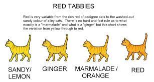 Colour And Pattern Charts Orange Tabby Cats Cat Colors Pedigree Cats