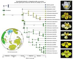 Image result for Acridocarpus natalitius