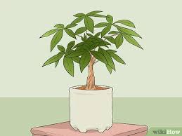 Native from mexico to northern south america, the money tree is also very popular in taiwan and other east asian countries. 4 Ways To Care For A Money Tree Wikihow