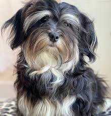 Havanese puppies for sale in northern michigan. Nicole S Havanese Nicole S Havanese