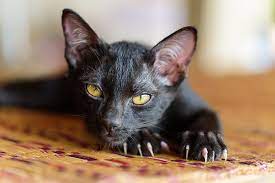 Why Do Cats Have Retractable Claws Petset Com