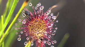 Sundew Carnivorous Plant In Alaska Youtube Plants Carnivorous Plants Carnivorous