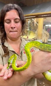 Wanted to show off this beautiful Green Tree Python but he had different  plans in mind😅 This snake is really cool but they are definitely known for  being