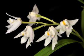 Image result for Polystachya leonardiana