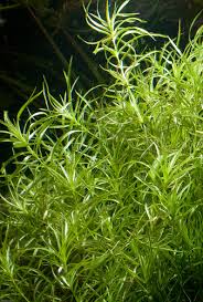 Image result for Eriocaulaceae