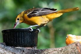 Orioles are also attracted to oranges, which you can cut in half and set out where they can peck at the juice and pulp. 0560q1vfajjxwm