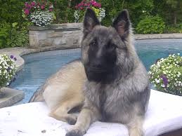 Have a mix of males and females. Font Size 7 Anfarra German Shepherds