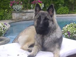 Video of a cute german shepherd puppy for sale. Font Size 7 Anfarra German Shepherds
